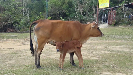 嶂上營地 - 第 16 張圖片